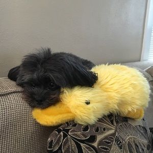 Meet your Posher, Tracy